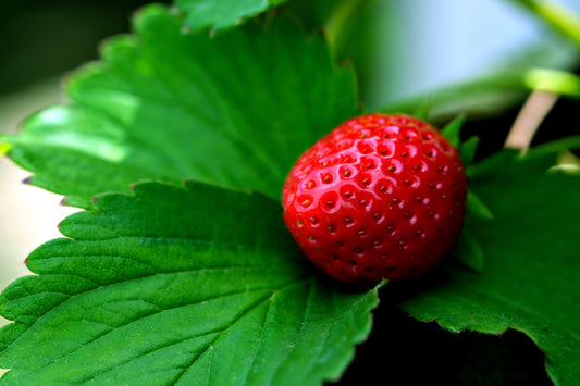 Fragola 1 pz